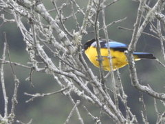 Anisognathus somptuosus