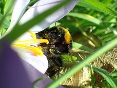 Bombus terrestris audax