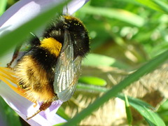 Bombus terrestris audax