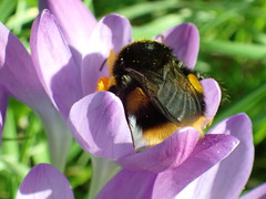 Bombus terrestris audax