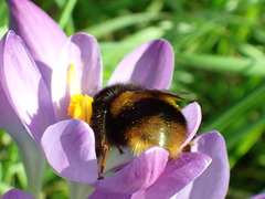Bombus terrestris audax