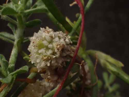 Image of Cuscuta planiflora by (c) Christian Berg, some rights reserved (CC BY)