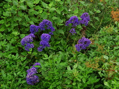 Limonium arboreum