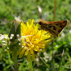 Hylephila fasciolata
