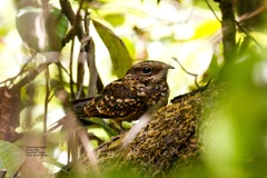 Hydropsalis cayennensis