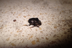 Onthophagus lenzii