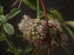 Cuscuta planiflora image