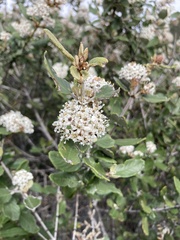 Ceanothus crassifolius