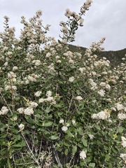Ceanothus crassifolius