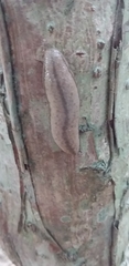 Meghimatium pictum