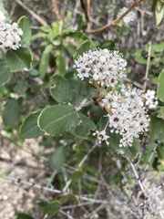 Ceanothus crassifolius