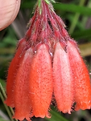 Erica cerinthoides cerinthoides