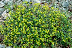 Euphorbia spinosa