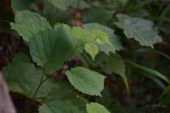 Corylus sieboldiana mandshurica