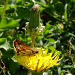 Hylephila fasciolata