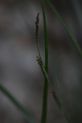 Carex forficula