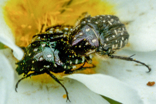 Kvapusis auksavabalis nuotrauka