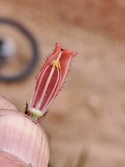 Erica cerinthoides cerinthoides