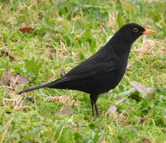 Turdus merula