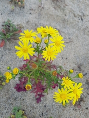 Senecio gallicus