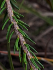 Erica cerinthoides cerinthoides