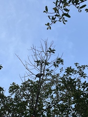 Anthracoceros albirostris