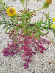 Senecio gallicus