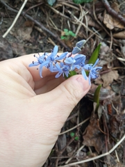 Scilla vindobonensis