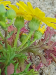 Senecio gallicus