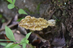 Morchella