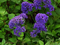 Limonium arboreum