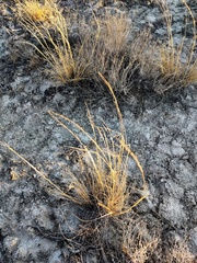 Stipa hohenackeriana