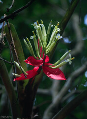 Billbergia amoena