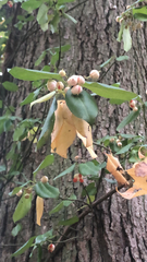 Euonymus fortunei
