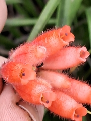Erica cerinthoides cerinthoides