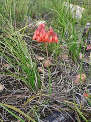 Erica cerinthoides cerinthoides