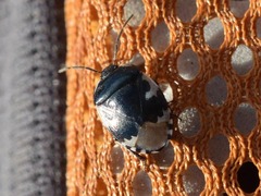 Tritomegas bicolor