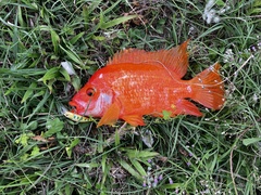 Amphilophus citrinellus