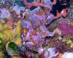 Antennarius commerson