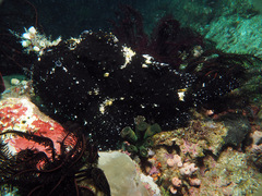 Antennarius commerson