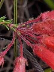 Erica cerinthoides cerinthoides