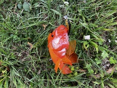 Amphilophus citrinellus