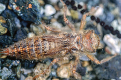 Cordulegaster boltonii