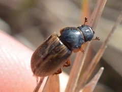 Melinopterus