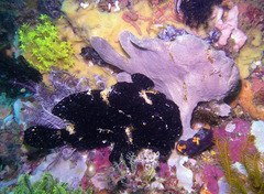 Antennarius commerson