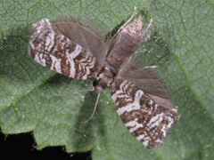 Epinotia tedella