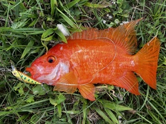 Amphilophus citrinellus