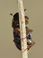 Melinopterus