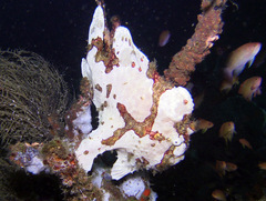 Antennarius commerson