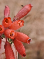 Erica cerinthoides cerinthoides